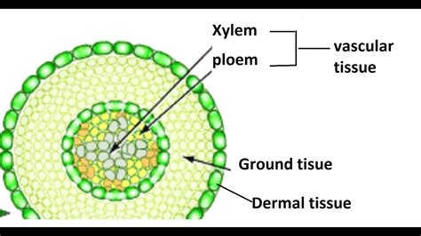 importance of dermal tissue in plants