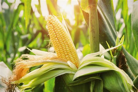 Potensi pengolahan dan inovasi jagung