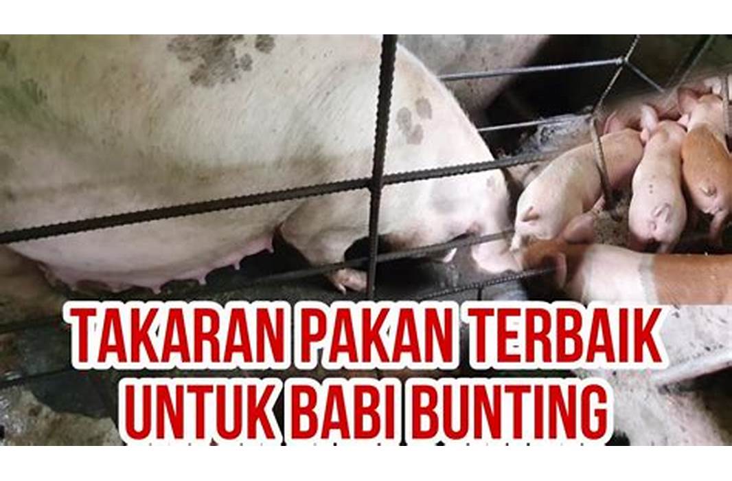 jadwal pemberian pakan babi bunting indonesia