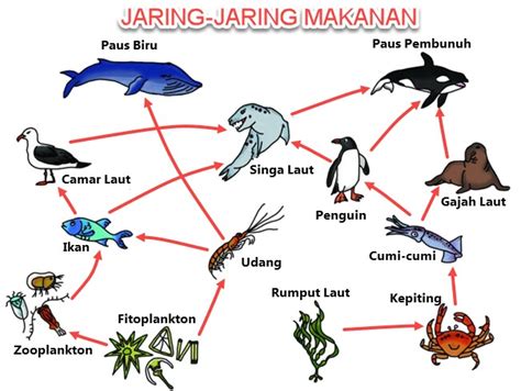 jaring-jaring makanan laut