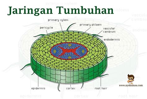 jaringan tumbuhan