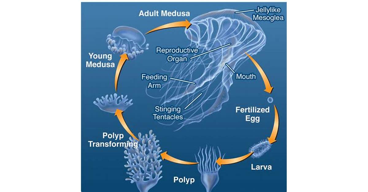 jellyfish-and-fish-reproduction