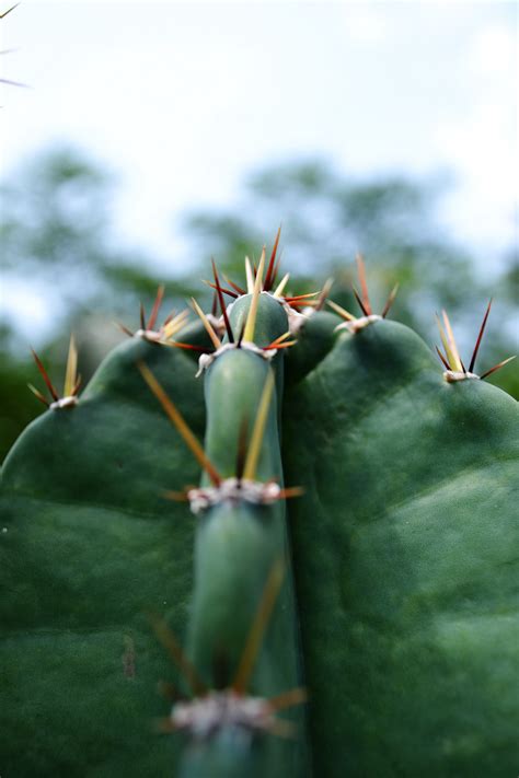 kaktus-daun-kering