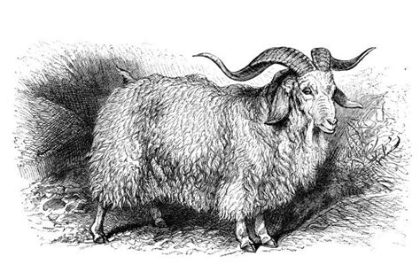 kambing angora