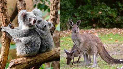Kanguru dan Koala