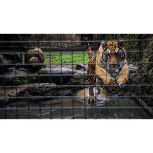 harimau di kebun binatang bandung