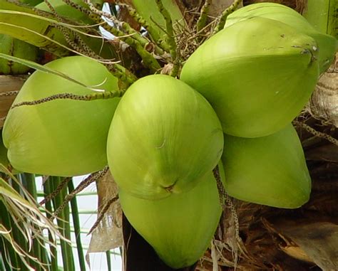 Daun kelapa memperkuat sistem pencernaan