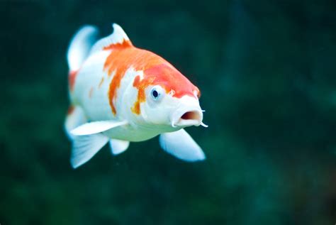 Colorful Koi Fish