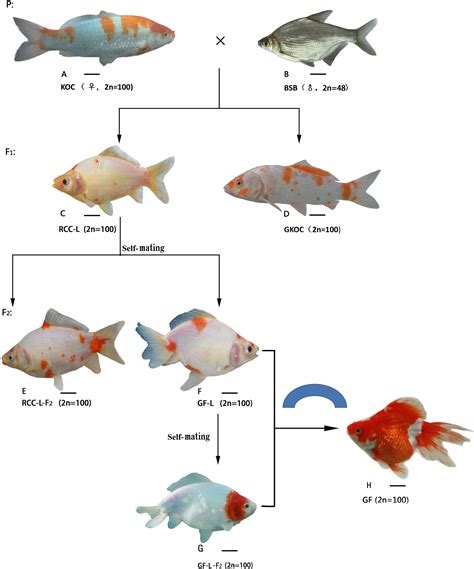 Genetic makeup of koi fish
