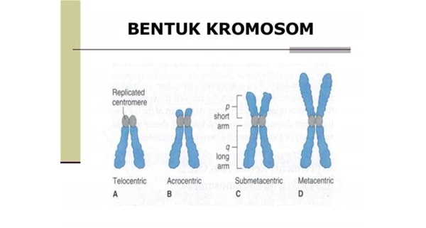Manfaat kromosom
