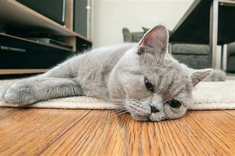 kucing merasa stres atau kecemasan