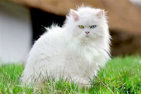 Kucing Anggora