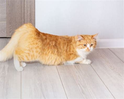 Kucing Birahi