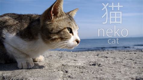 kucing dalam bahasa jepang