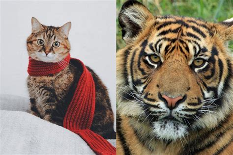 Kucing dan Harimau