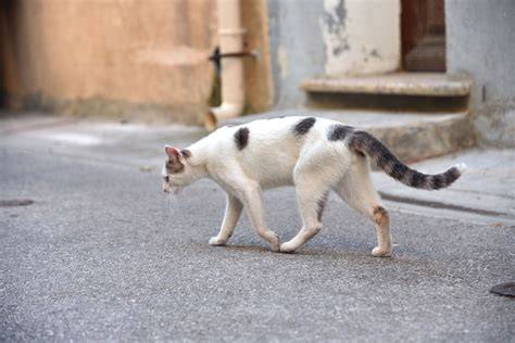 kucing jalan