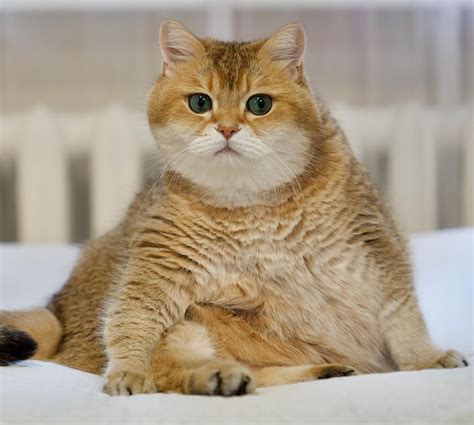 Kucing Lucu