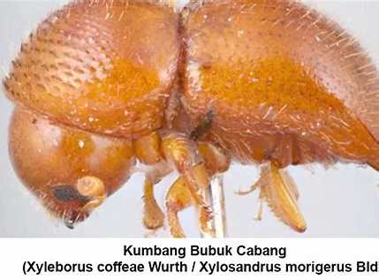 kumbang buah alpukat