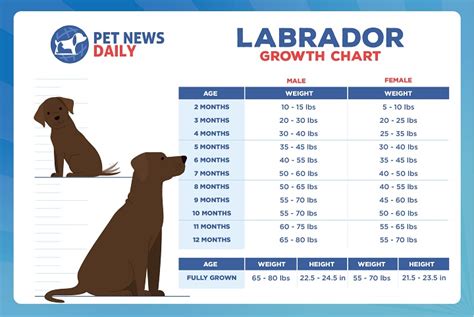 Labrador Height Chart