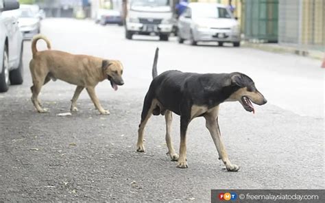 legality of stray dogs