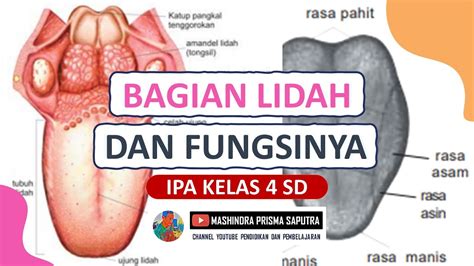 Posisi Lidah