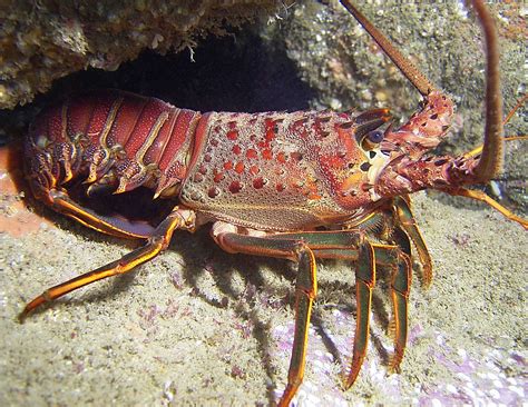 Lobster appearance