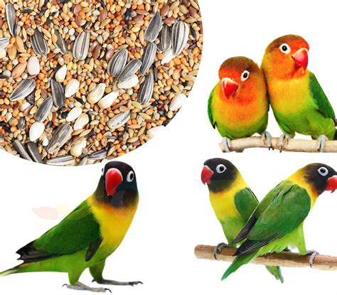 love birds for sale in pune various colors and healthy birds buggies parrots