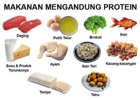 makanan kaya protein