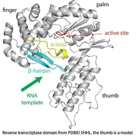 Marathonrt Kerafast Catalog