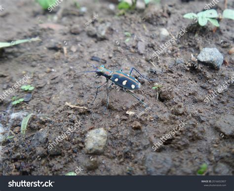 mencari serangga di tanah