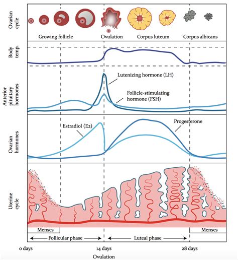 Menstrual Cycle Hormone Levels Chart