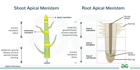 meristem apikal