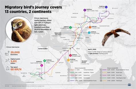 Burung Migrasi di Afrika