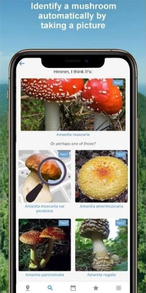 Mushroom Identify Lite