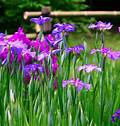 Nama Bunga Jepang Iris