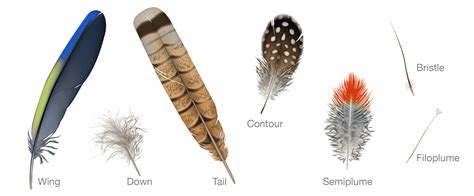Name Birds Feathers Chart
