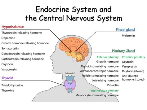 nervous system and endocrine system regulation