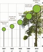oak tree growth factors
