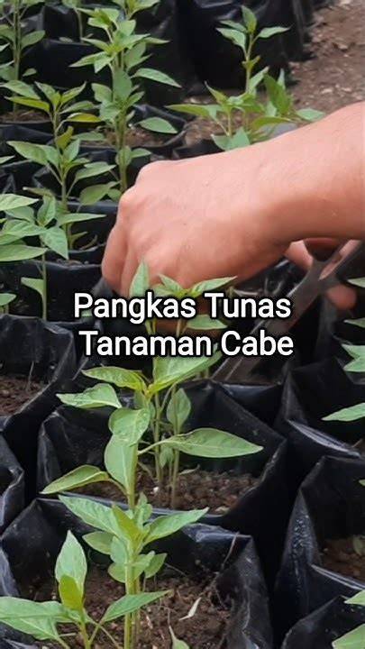 pangkas tunas cabe