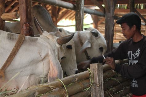 pelanggan sapi indonesia