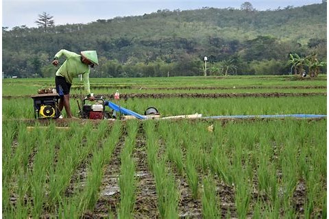 peluang pertanian indonesia