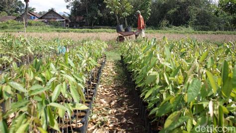 pembibitan durian di lahan tanah gambar