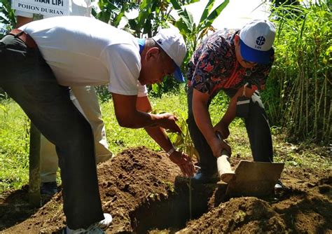 pembuatan lubang tanam durian indonesia