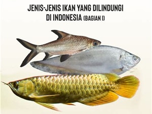penjaga ikan indonesia