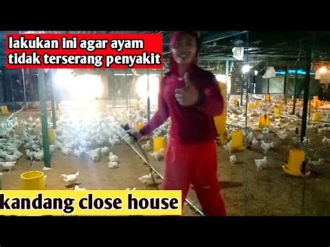 Penyakit pada Ayam Close House