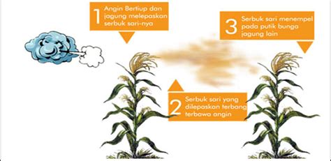 penyerbukan angin