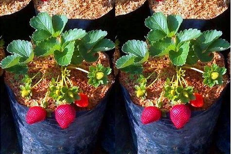 perawatan tanaman strawberry