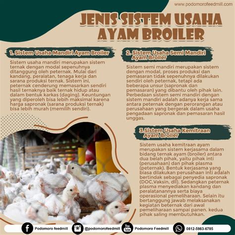 perencanaan pemasaran ayam broiler indonesia