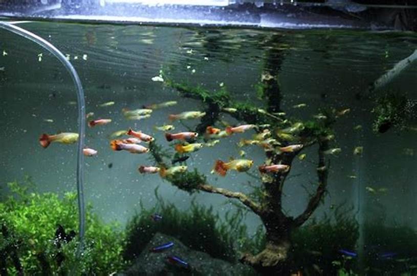 perilaku-ikan-untuk-aquarium-1-meter