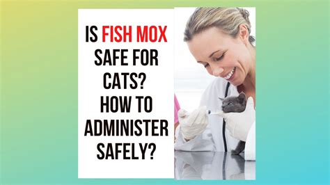 pet owner administering fish mox